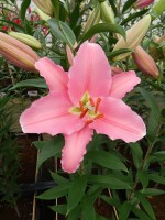 [5254 Orsago 2N No01.JPG]